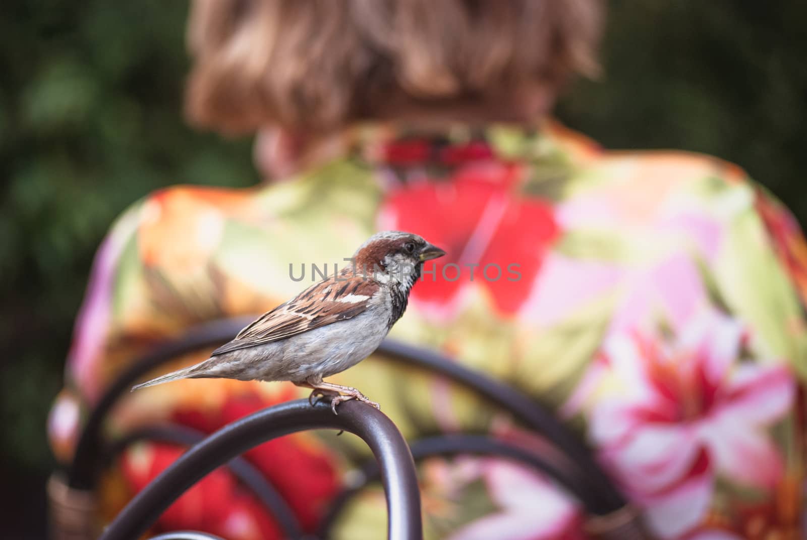 City sparrow sitting on the wicker chair  with  women's back as background by skrotov