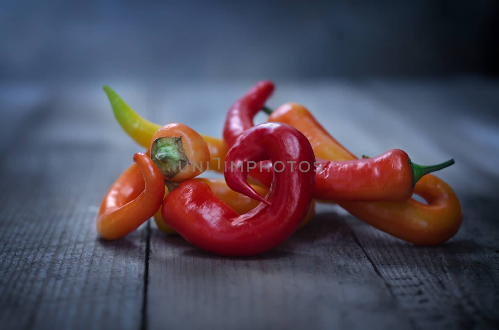 A bunch of multi-colored Chile on old rough boards, on a gray background. Rustic style, blurred background.