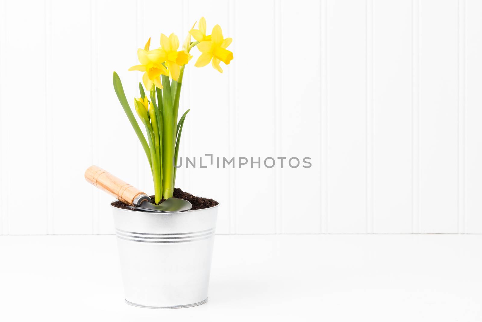 Clump of beautiful spring daffodils in a silver metal pot.