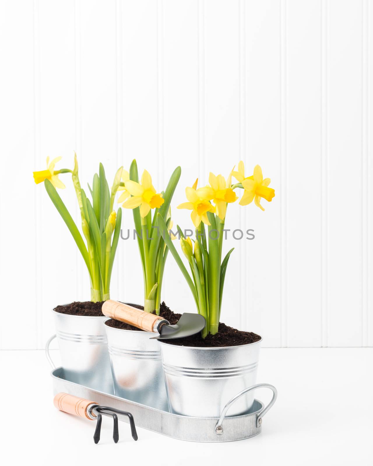 Silver metal planter holding three beautiful spring daffodils.