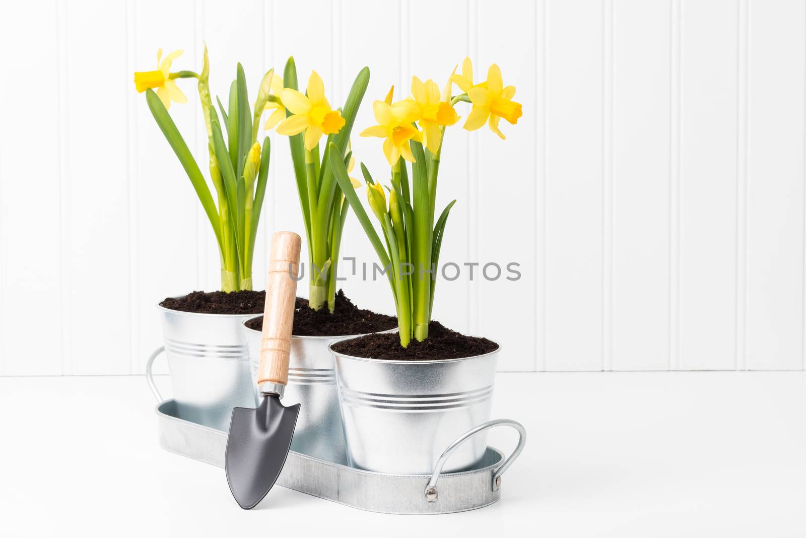 Metal planter holding three beautiful spring daffodils.