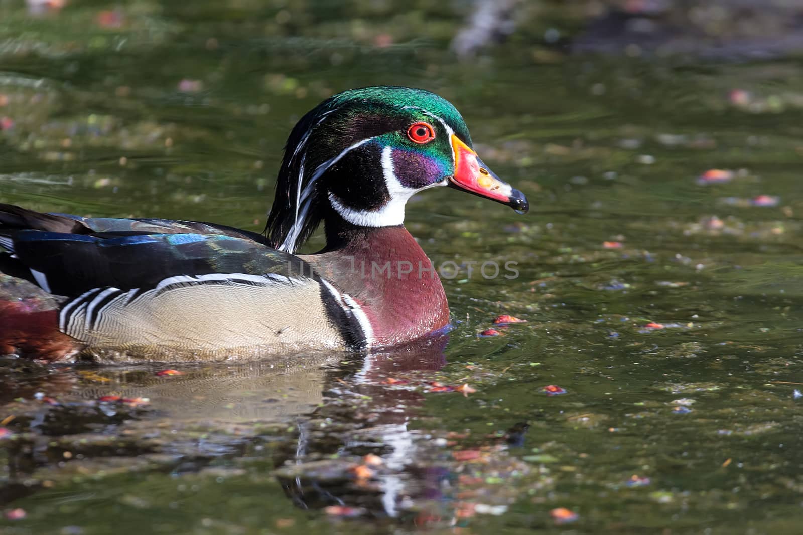 Wood Duck Male Swimming Closeup by Davidgn