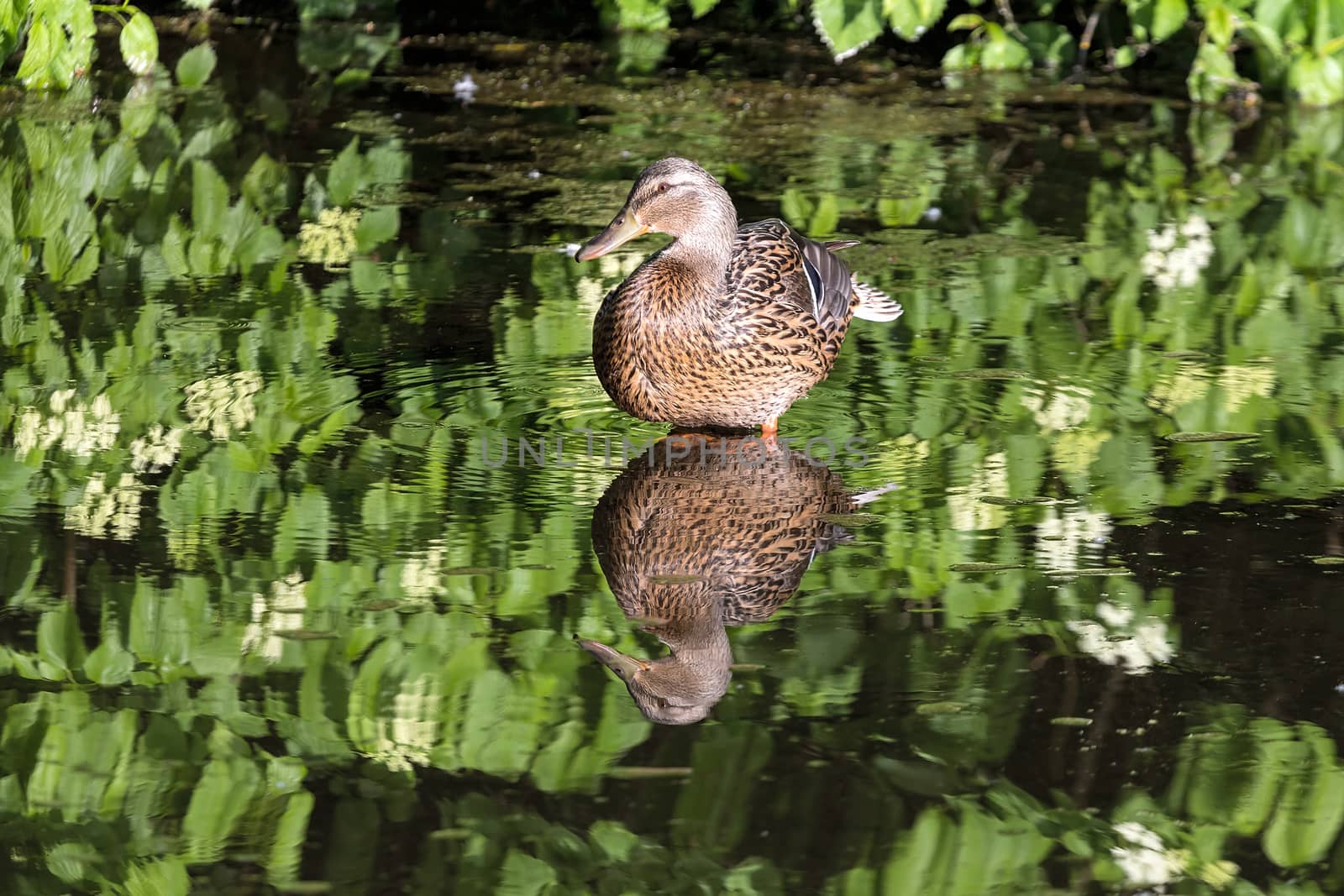 Female Mallard Duck wading in the lake at Crystal Springs Rhododendron Garden