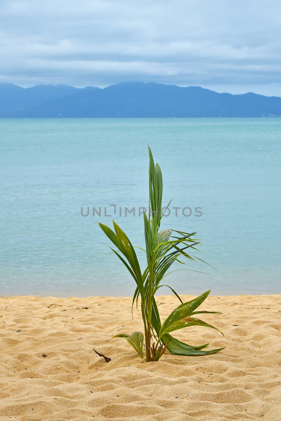 New green fresh coconut palm tree sprout shoot growing on sand beach shore over blue sea background