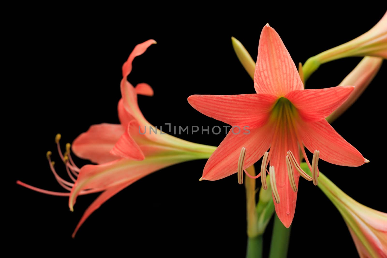 amaryllis flower by AEyZRiO
