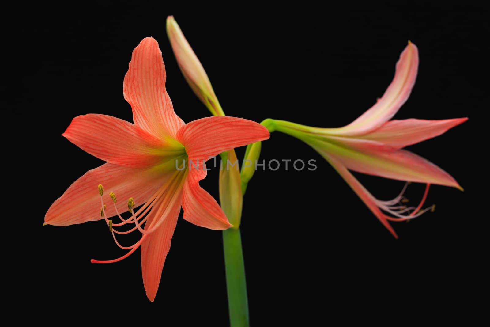 amaryllis flower by AEyZRiO
