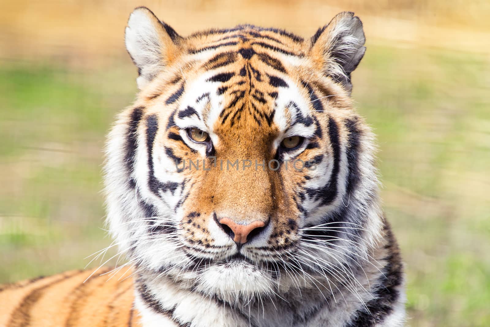 Siberian tiger by thomas_males