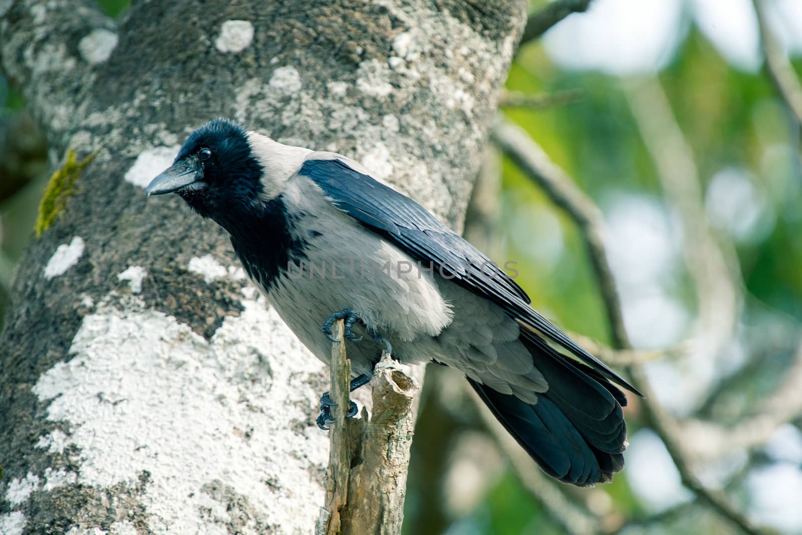 Hooded Crow in a tree