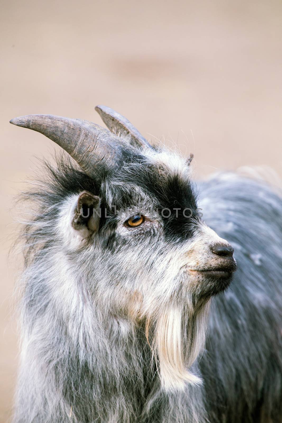 Goat by thomas_males