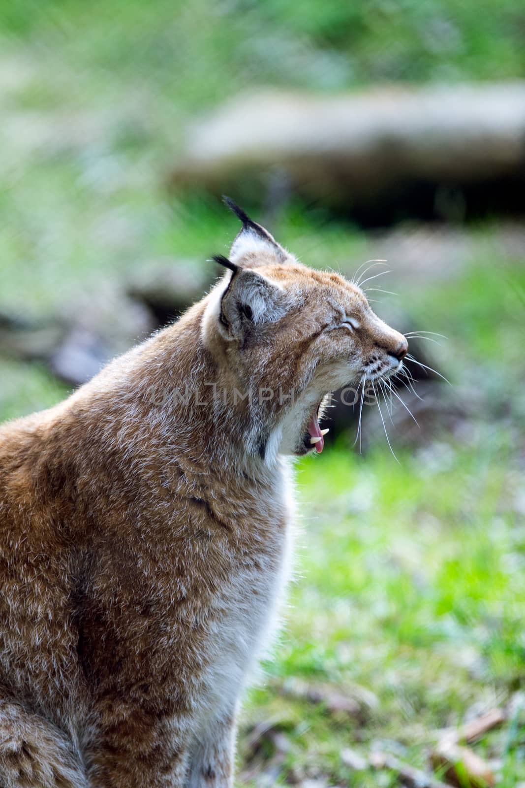 Lynx yawning