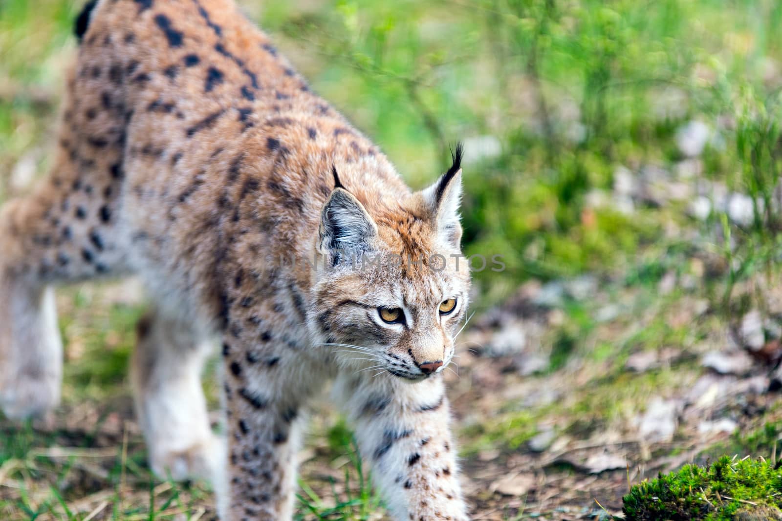 European Lynx by thomas_males