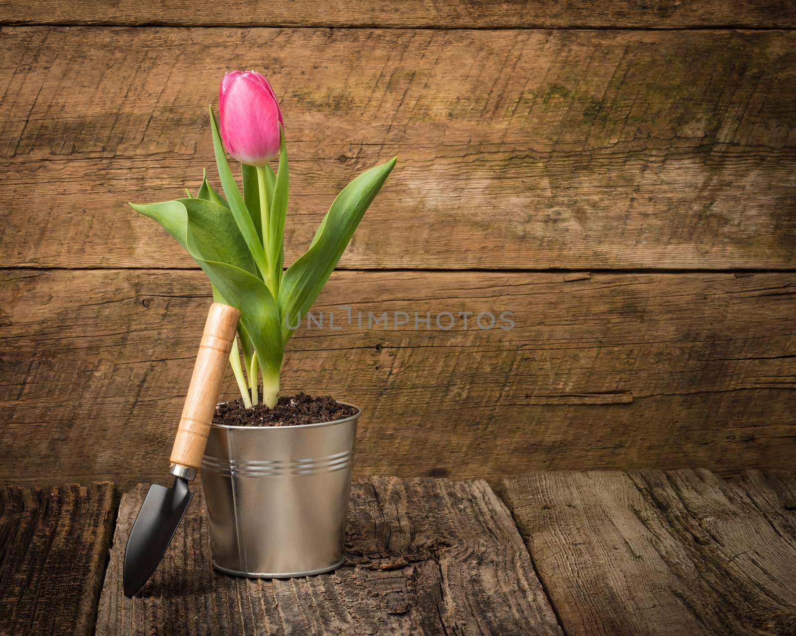 Pink Tulip on Wood Background by billberryphotography