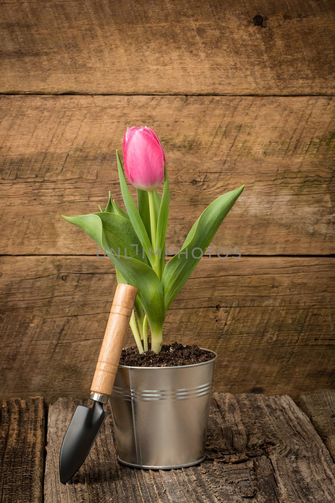 Pink tulip in a tin container on a worn barnboard background.