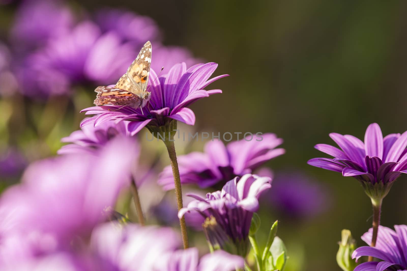 Butterfly sucking nectar from Purple Sunflowers, Dimorphotheca,