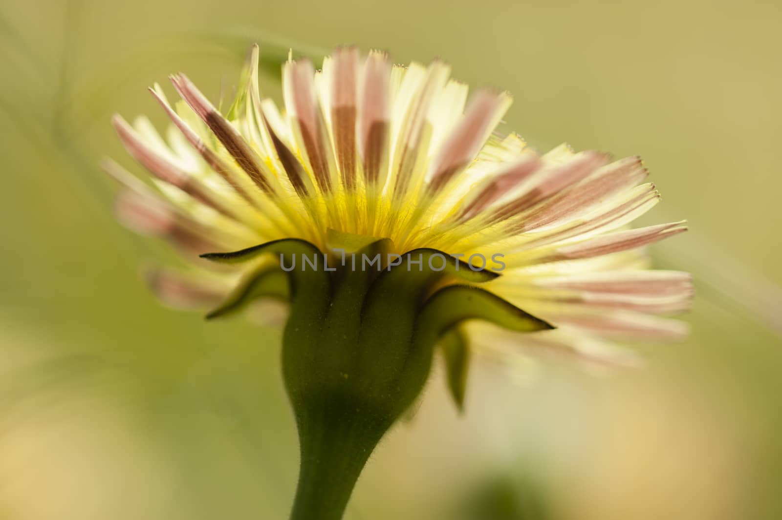 Dandelion, Taraxacum, yellow flowers in full bloom