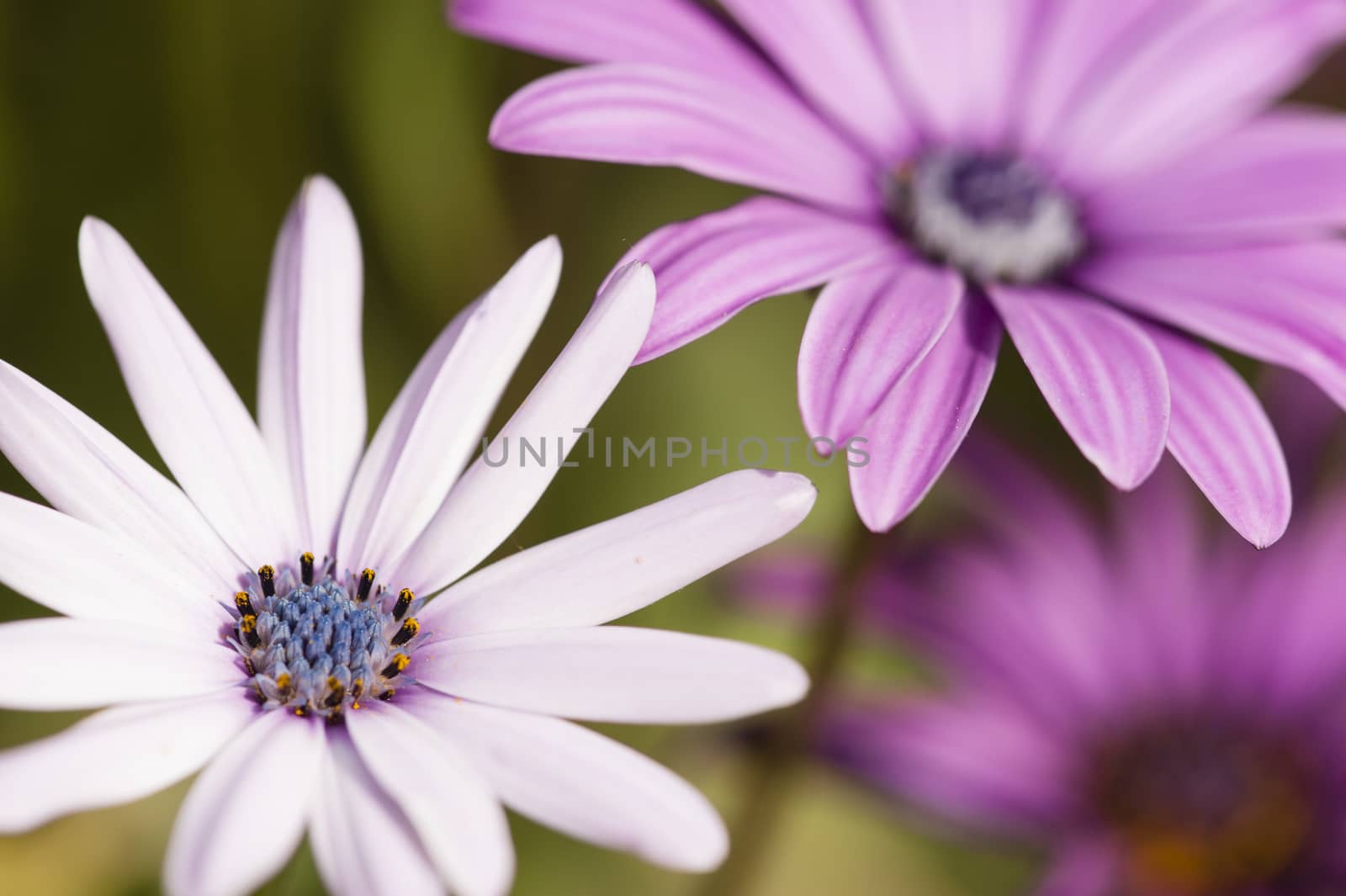 Close up of Purple Sunflowers, Dimorphotheca, under bright light