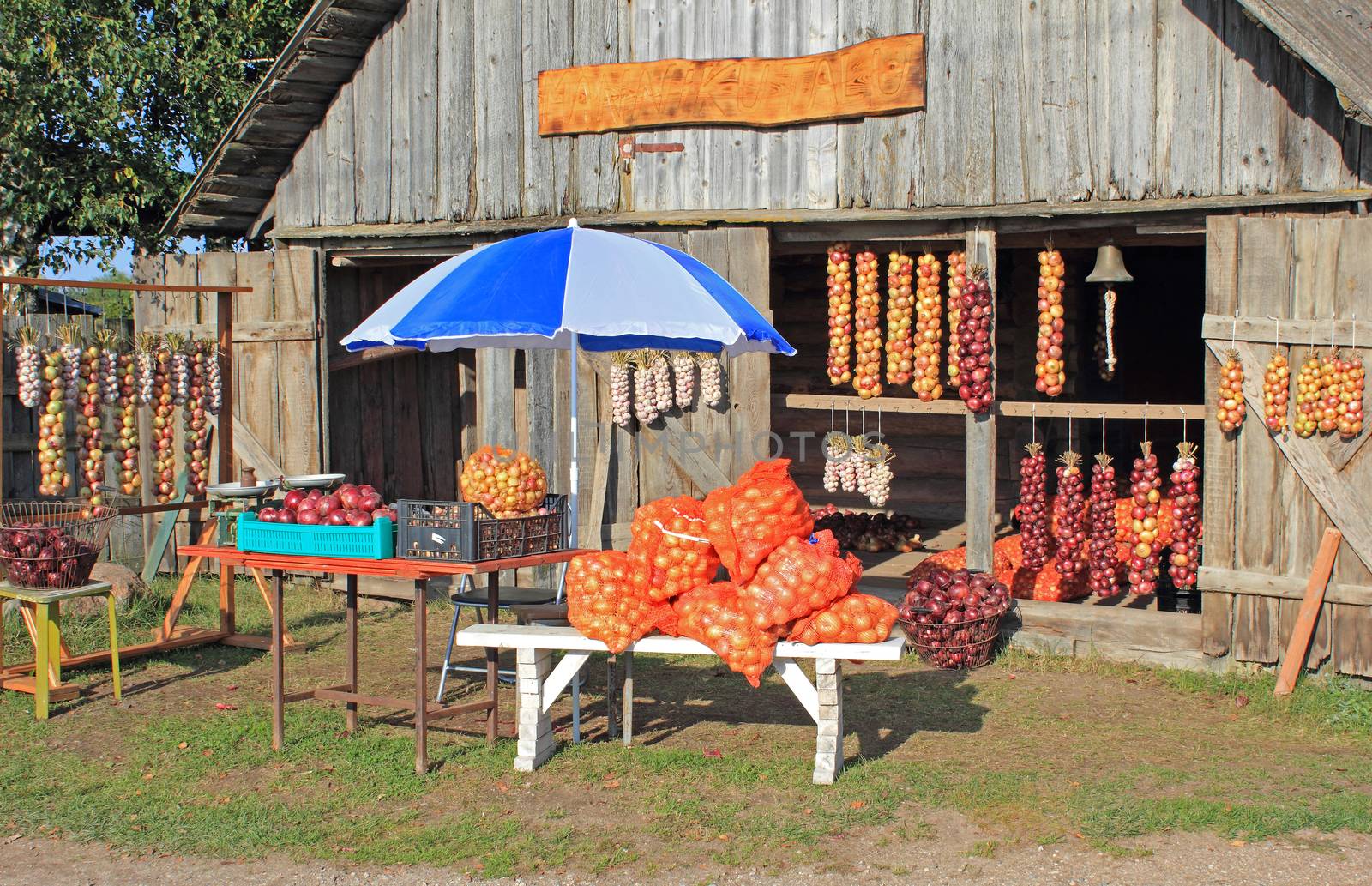 Freshly picked organic onions, redonions and garlics on stall of
farmer family in afternoon sunlight. Onion road (Sibulatee) at Kolkja Village, Tartu County, Estonia.