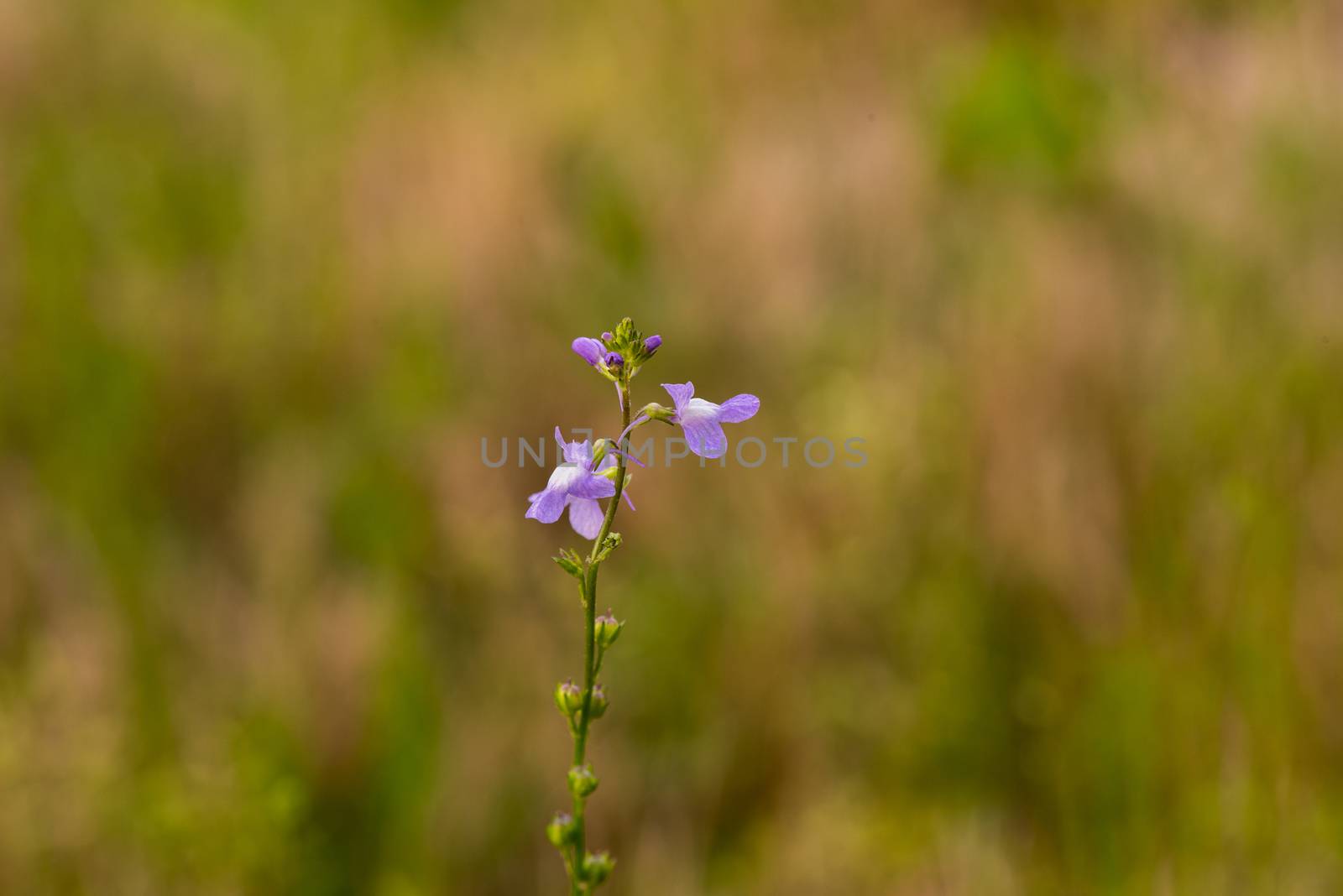 Blue Toadflax by pazham