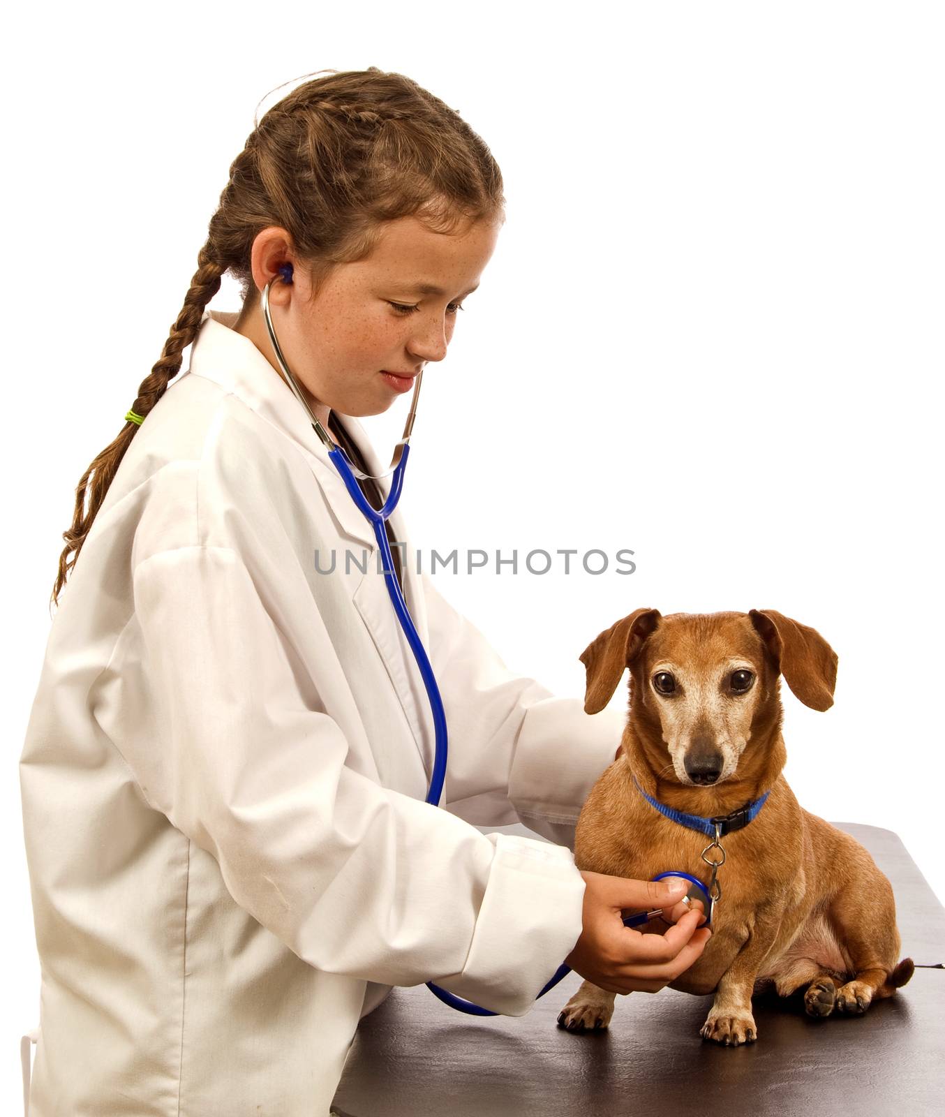 Adorable little girl playing doctor or veterinarian listening to little dog's heartbeat. Wearing oversized doctor's lab coat