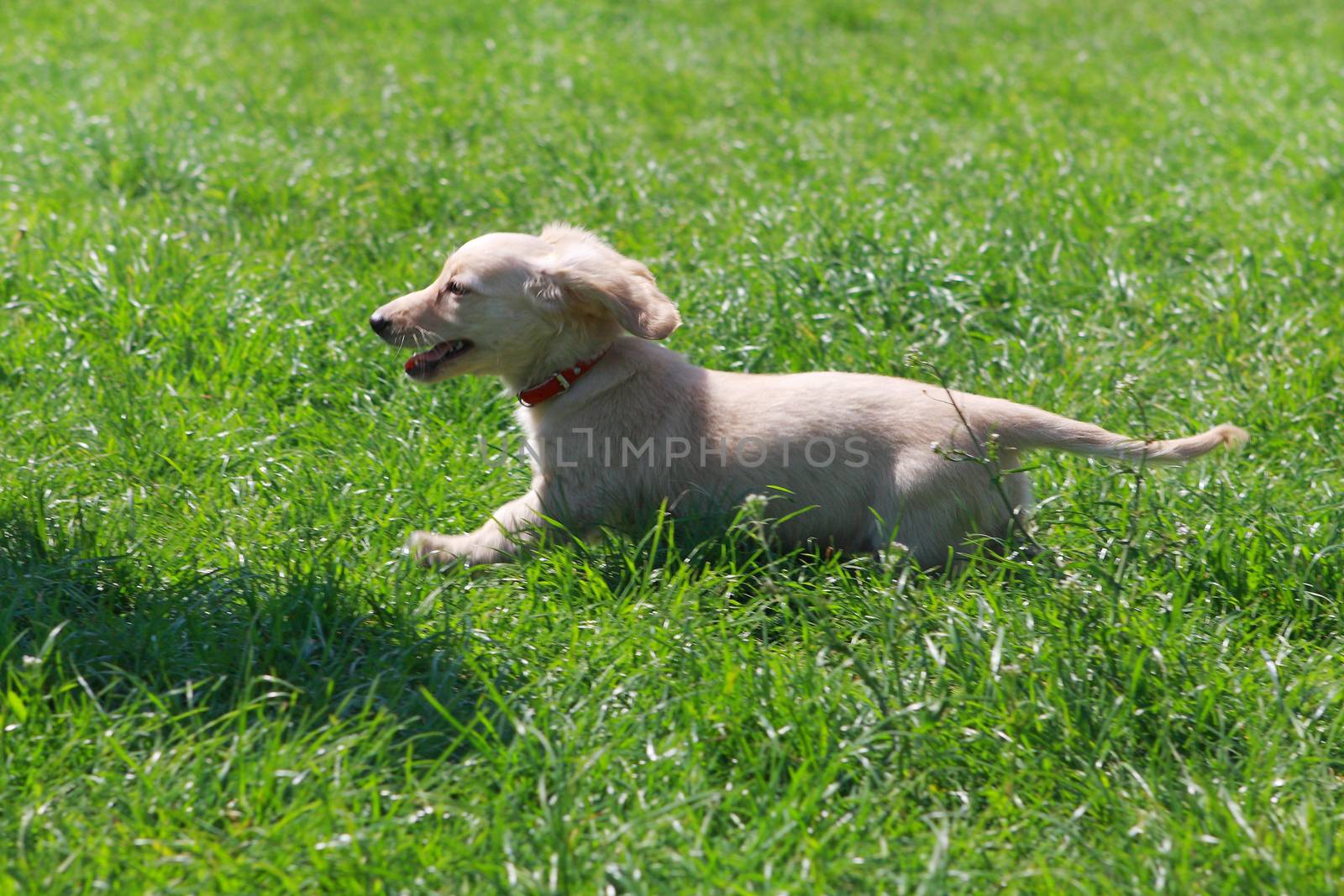 Dachshund puppy running white on the green grass in the garden 