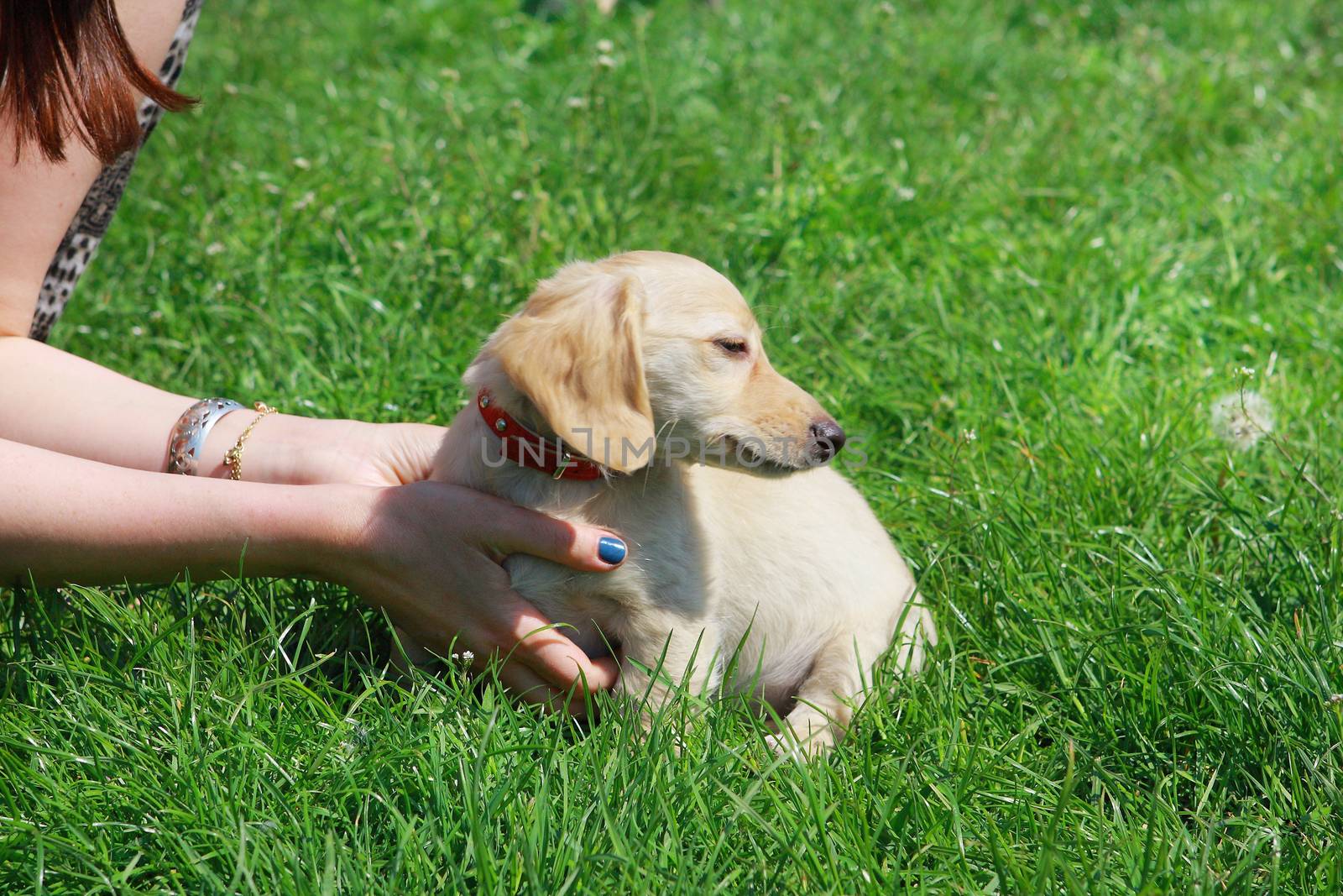 White Dachshund puppy sitting on the green grass in the hands of women  by cococinema