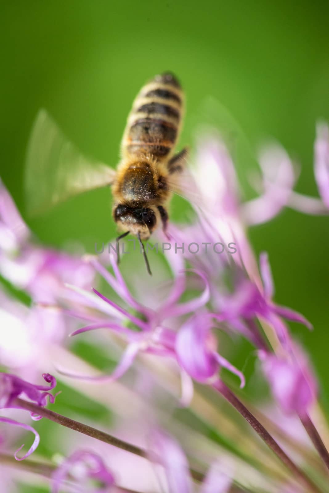 flying bee on the violet flower with green background by skrotov