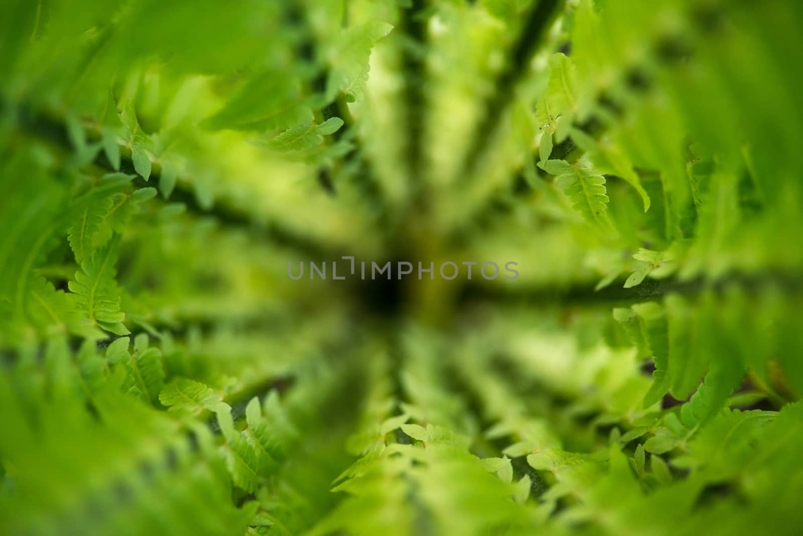 Tropic forest, Green ferns from the top in the jungle, close up, green background, texture, exotic tropical plant, seasonal plant, autumn season
spring time,