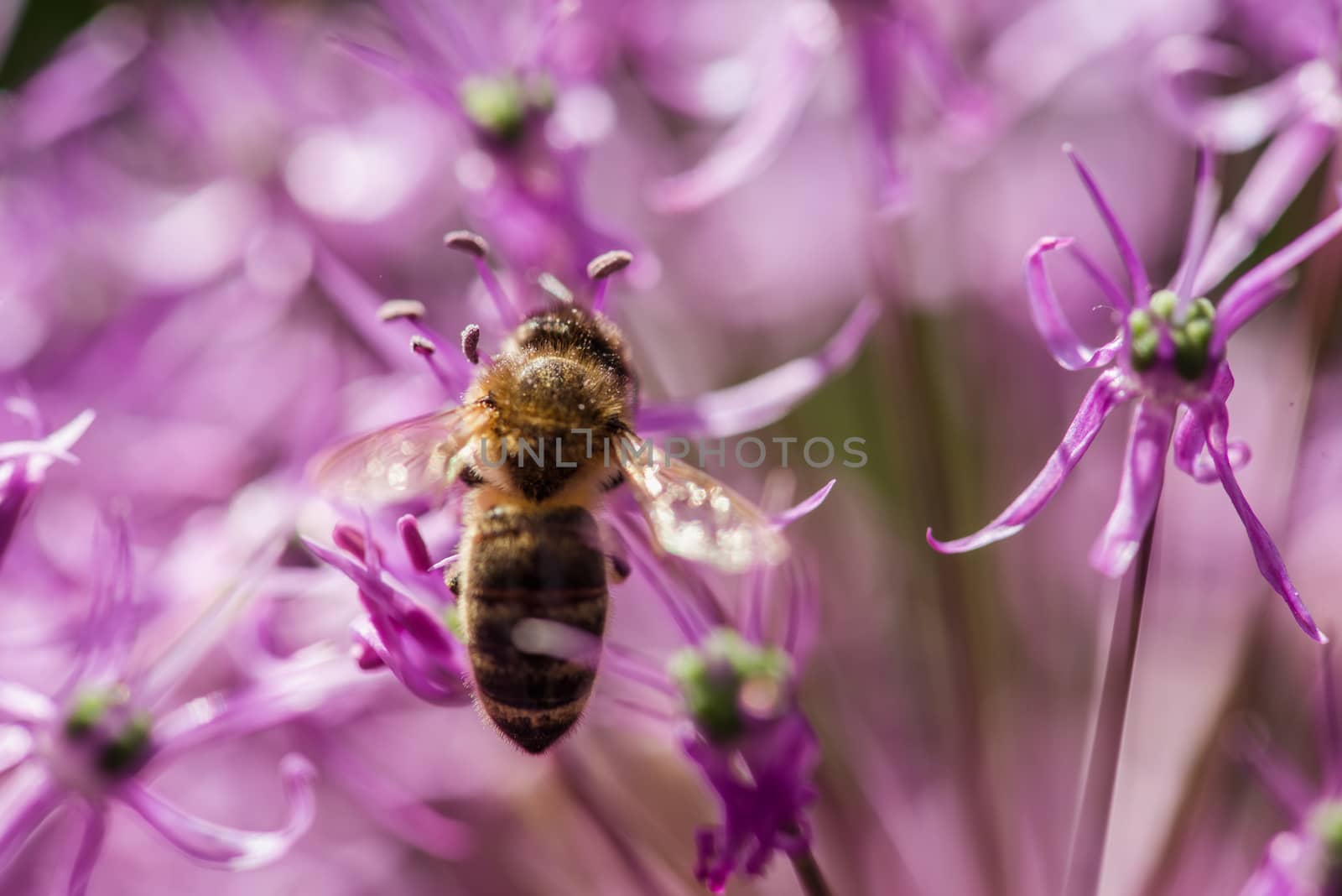 bee on the violet flower. with copyspace