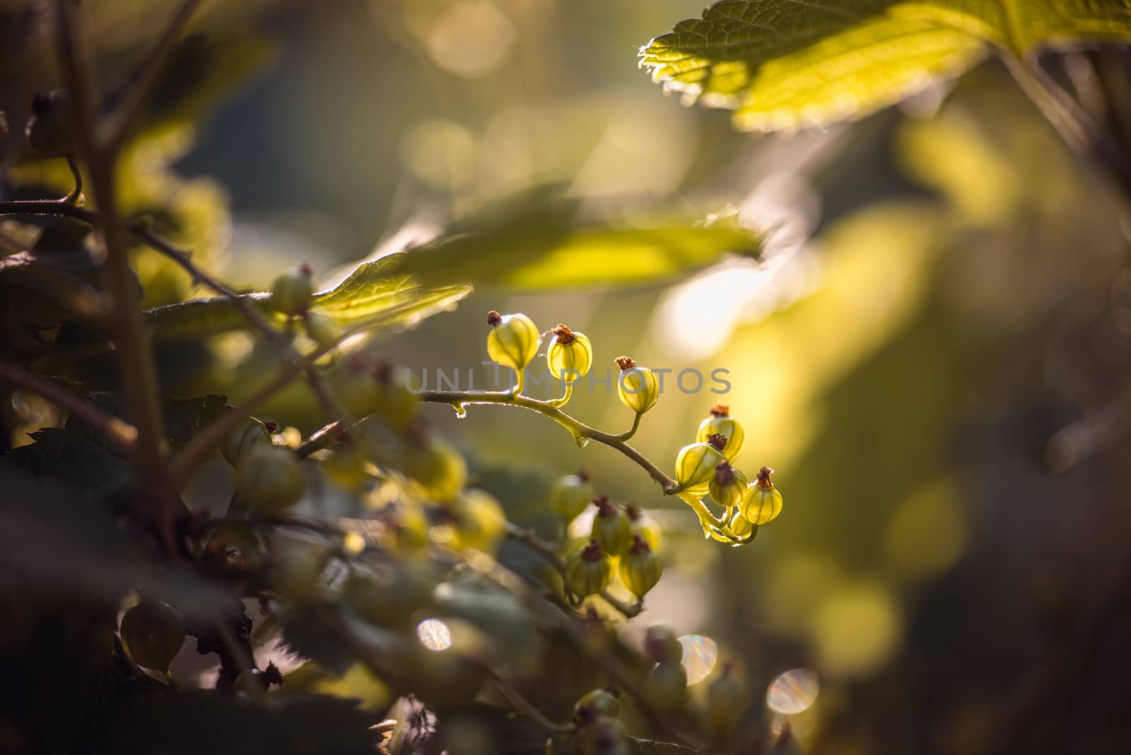 green currants in the summer garden, sunny day. Macro sloseup shot.