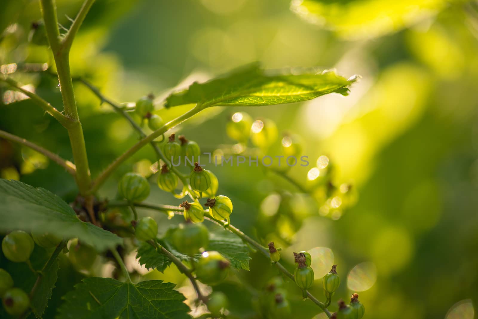 green currants in the summer garden, sunny day. Macro sloseup shot by skrotov