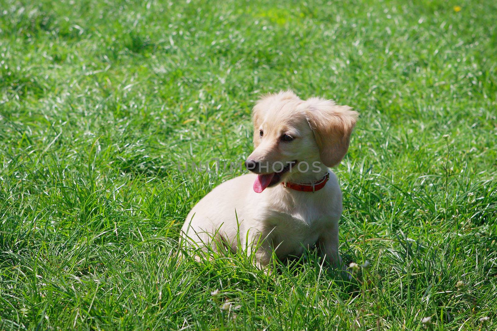 White  smiling Dachshund puppy sitting on the green grass - creamy color by cococinema