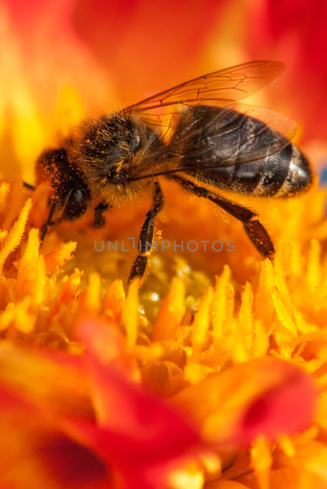 bee on the orange flower. with copyspace