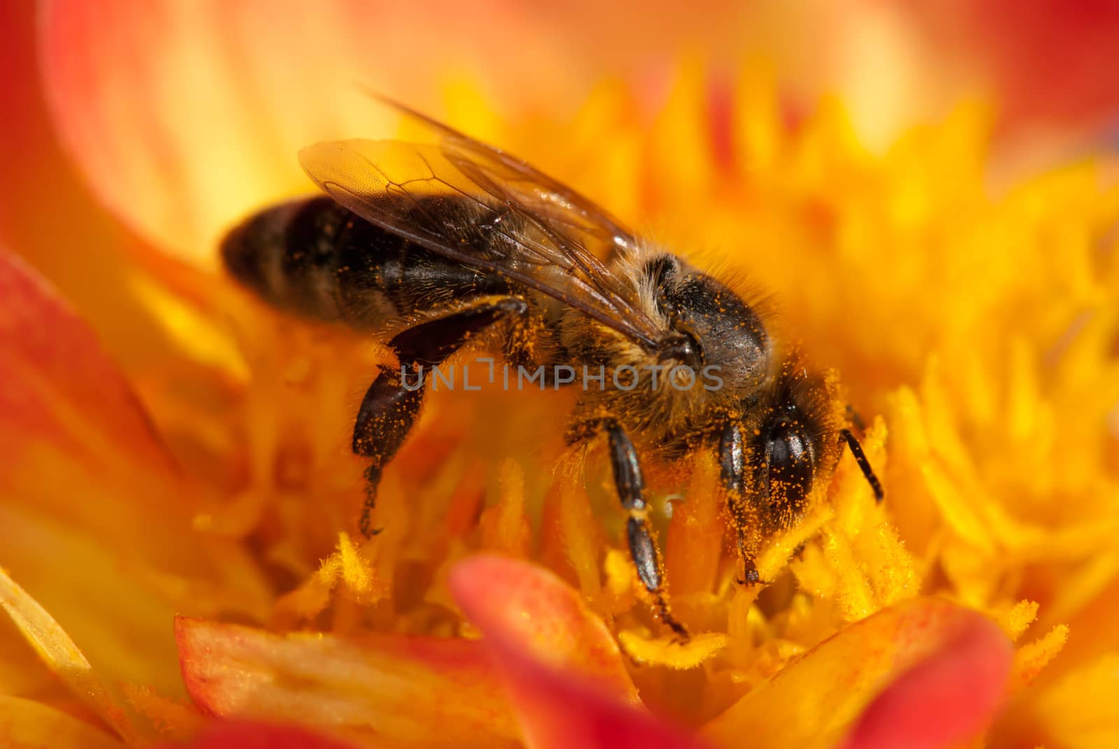 bee on the orange flower. with copyspace