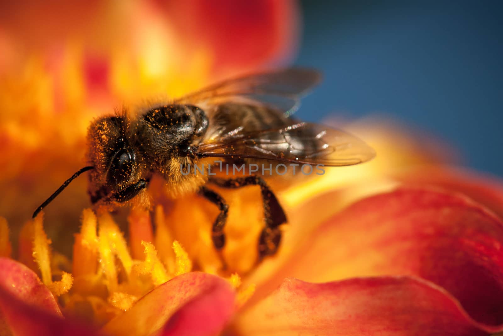 bee on the orange flower. with copyspace