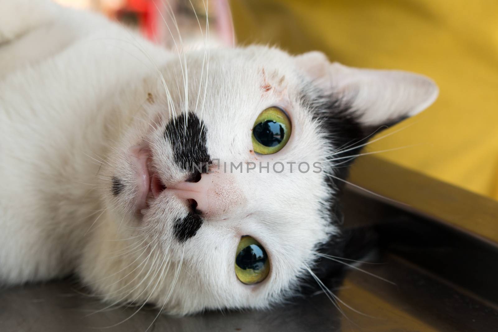 Veterinary surgeon neutering a cat by N_u_T