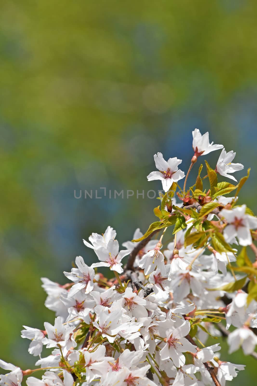 Branch of white cherry blossom sakura flowers with fresh new buds over background of blue sky and green spring leaves