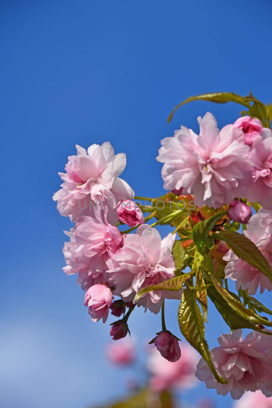 Branch of fresh pink cherry blossom sakura flowers with green leaves and new buds over blue sky background