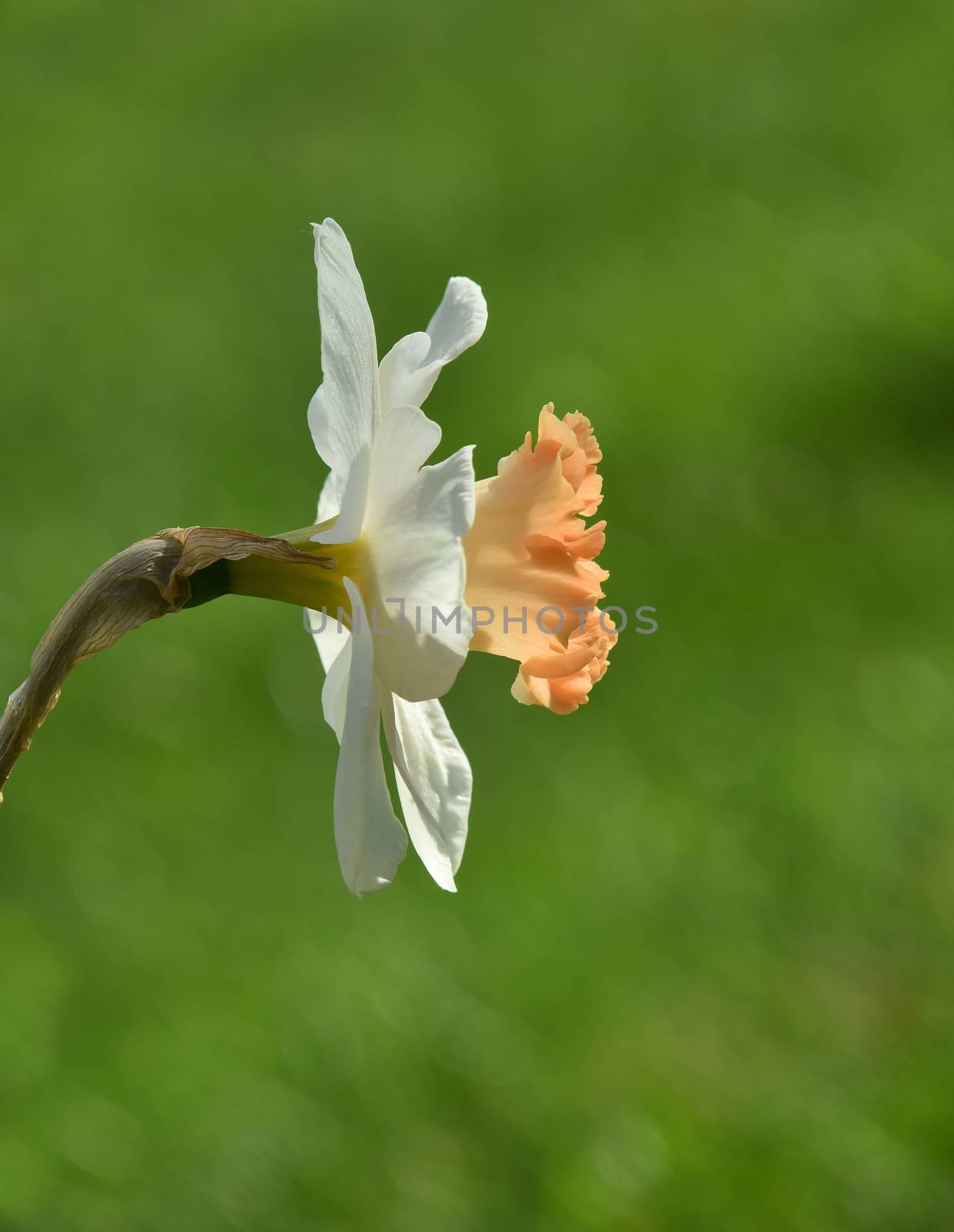 One white narcissus flower head over fresh green spring grass background in back light