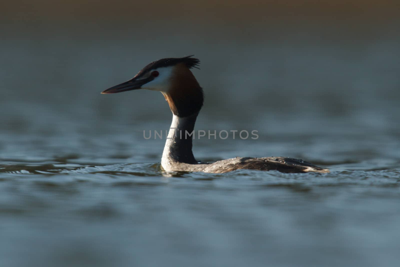 wild bird in natural habitat, nature series