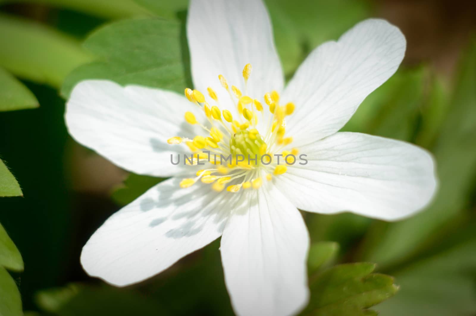 flowers as a colorful background, macro photo, nature series