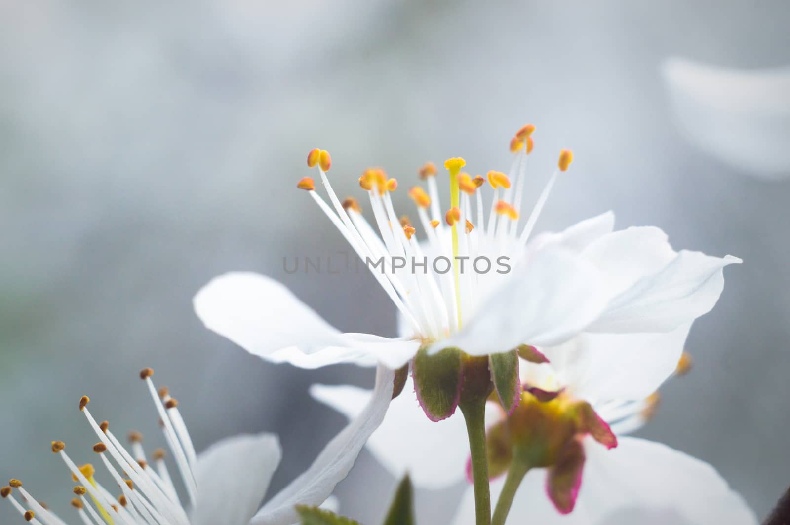 flowers as a colorful background, macro photo, nature series