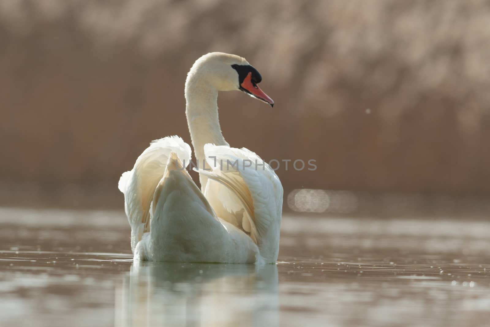 swan on blue lake in sunny day, swans on pond, nature series