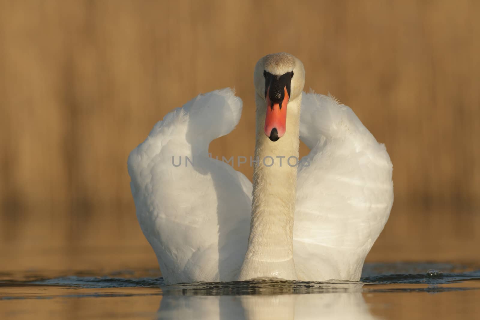 swan on blue lake in sunny day, swans on pond, nature series