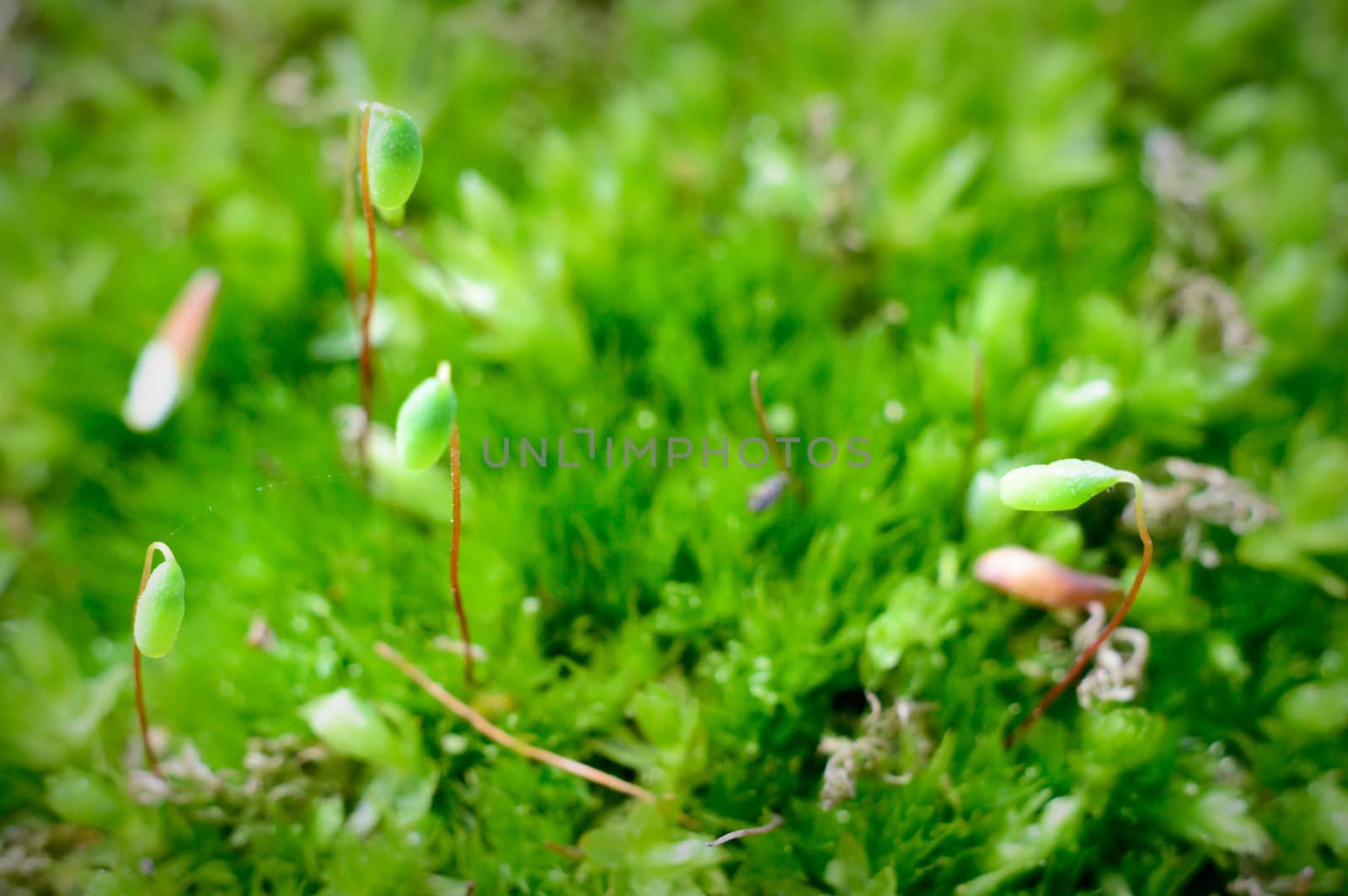 plants for natural background, nature series