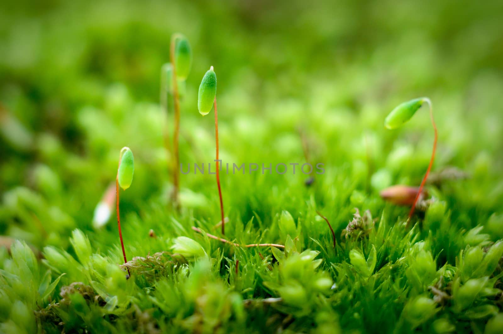 plants for natural background, nature series