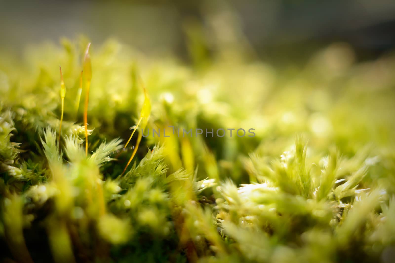 plants for natural background, nature series