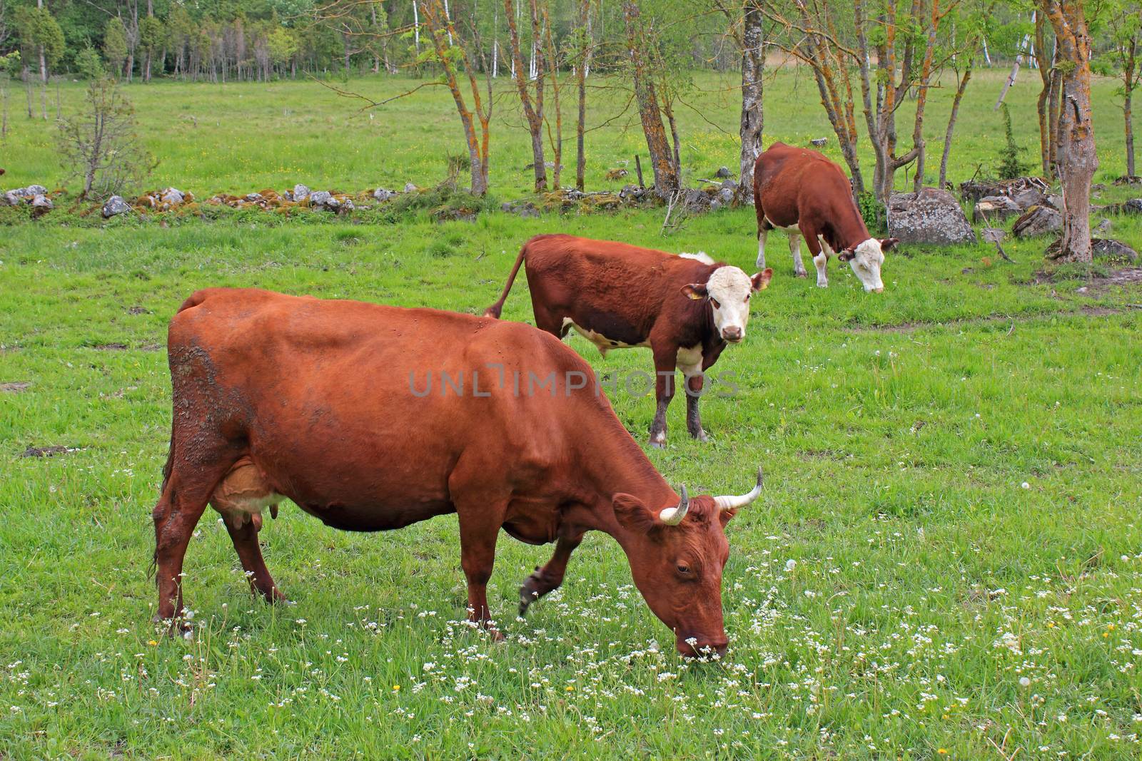 Cows grazing on a rural meadow. Saaremaa island, Estonia.