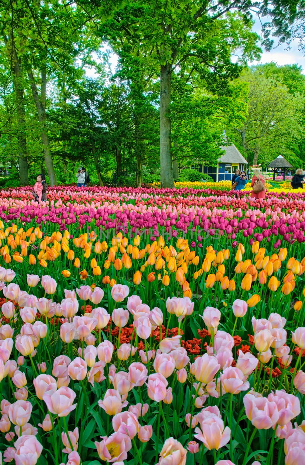 KEUKENHOF HOLLAND - MAI 2014: Colorful pink, red and yellow tulips by Eagle2308