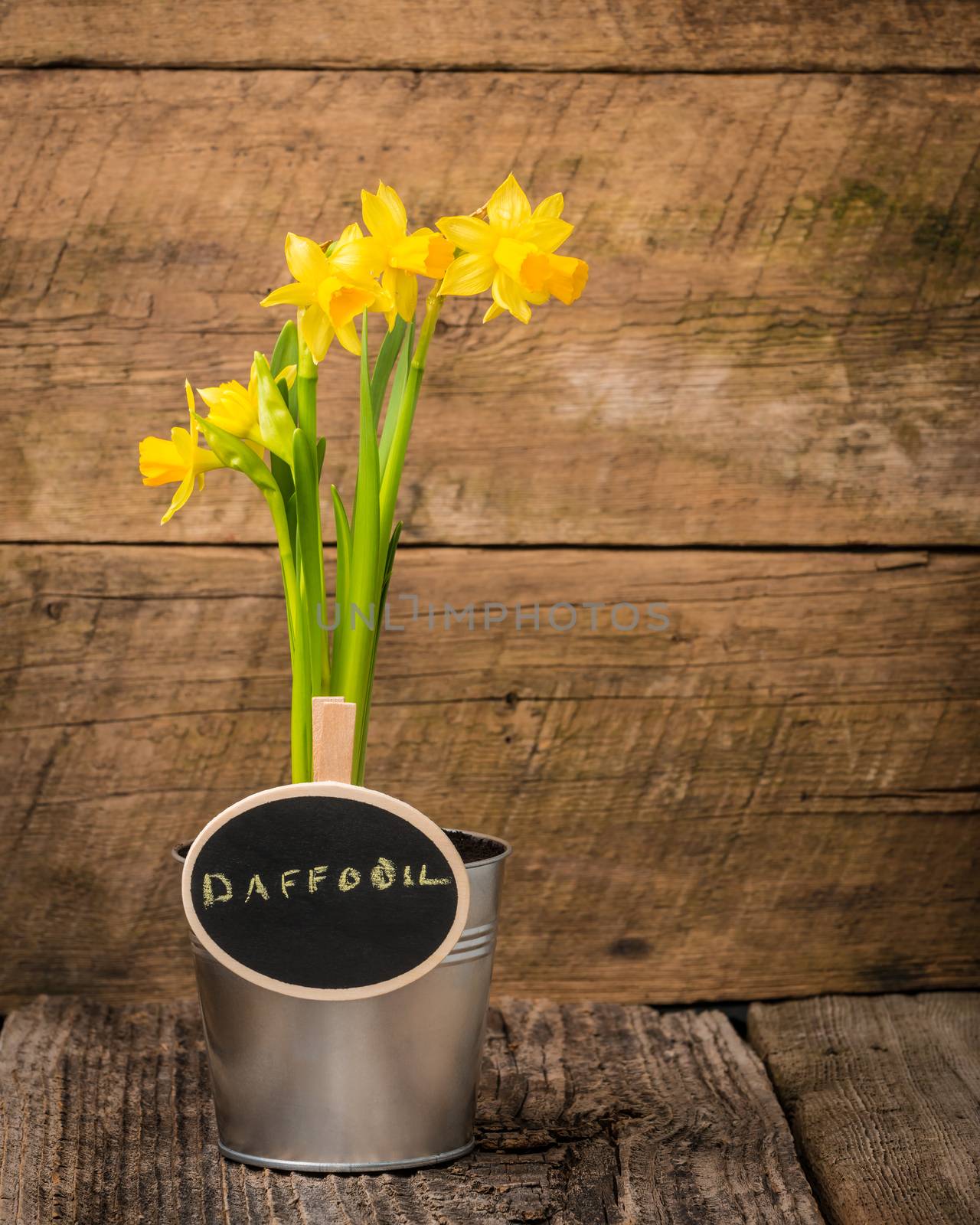 Potted spring daffodil with a chalk board sign.