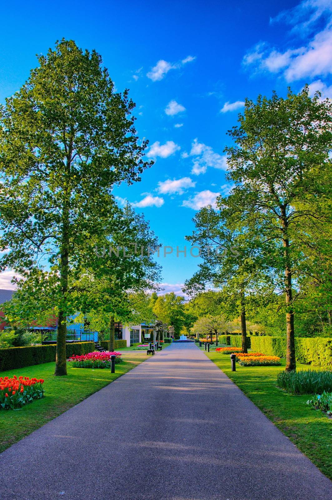 Shadowy alley in Keukenhof Park, Lisse in Holland